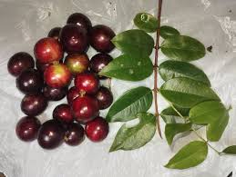 Image result for Plinia