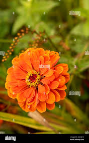 Zinnia lennox - stvincent.nupark.com