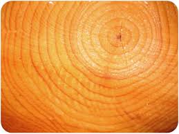 Any radioactive elements in a rock are unstable and 'decay' at a steady, measurable rate. Absolute Ages Of Rocks Earth Science