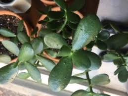 Pin On Succulents