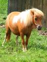 Shetland Pony – Cosley Zoo