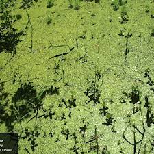 Image result for Spirodela polyrrhiza