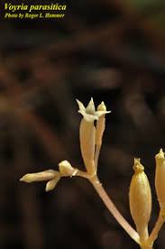 Image result for Voyria