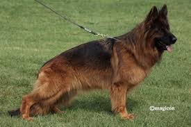 Vom Ragnar German Shepherds