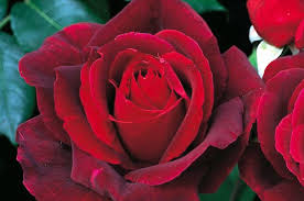 This is a minimum of 6 hours of direct sunlight every day. 18 Fragrant Roses To Perfume Your Garden Rose Gardening