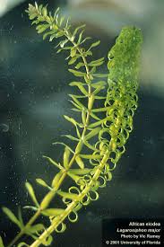 Image result for Lagarosiphon major