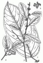 Image result for Strombosia scheffleri