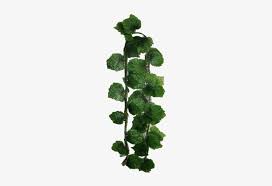 Cqure 12 pack 84ft artificial ivy garland,ivy garland fake vines uv resistant green leaves fake plants hanging vines for home kitchen wedding party garden wall room decor 4.6 out of 5 stars 9,154 $10.99 $ 10. Artificial Green Hanging Vine Leaves Hanging Leaves Transparent Png Image Transparent Png Free Download On Seekpng