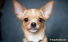 Common Chihuahua Health Problems Health Problems By Dog Breeds