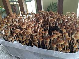 I'm currently in the process of trying my hand at growing mushrooms for the first time, and i have a couple questions. How To Get Amazonian Magic Mushroom Buy Magic Mushrooms Online Cougarsdelasalle Com