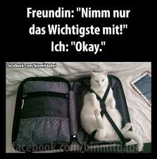 Prioritaten Setzen Jetzt Lustige Memes Katzen Lustige Spruche Ich Liebe Katzen Katzen