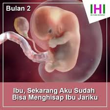Sebab keberadaanya sangat di butuhkan sebagai pelindung, penjaga dan tameng pada embrio atau calon bayi yang ada di dalam rahim. Gambar Proses Tumbuh Kembang Bayi Dalam Kandungan