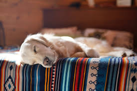 At belmont vet clinic we strive to offer an environment that both you and your pets can feel comfortable in. Pet Friendly Shetland Shetland Org