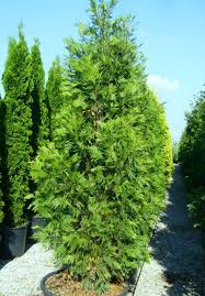 Image result for Calocedrus decurrens