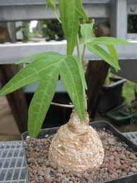 Image result for Adenia stenodactyla