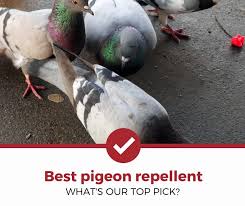 top 5 best pigeon repellents 2020