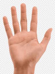 Hands Hands Png Pngegg Free vector icons in svg, psd, png, eps and icon font. hands hands png pngegg