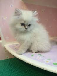 Kittens for sale and adoption directly from the breeder or cattery. White Blue Lynx Point Himilayan Persian Persian Kittens Kittens Cute Baby Animals