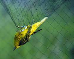 Lifespans Of Birds Do Birds Live To Old Age Bird Buddy Blog