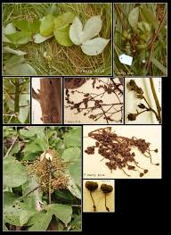 Image result for Macaranga schweinfurthii