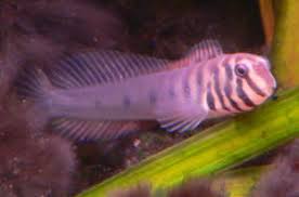 Image result for Brachyachne simonsii