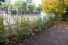 Image result for Živý plot z habru