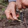 Choose m9 rootstock for a small apple tree about 2.5m tall. 1
