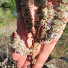 Image result for Coleus cylindraceus