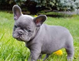 We occasionally have blue french bulldog puppies as this color is a natural occurrence in the breed but often discouraged and also the puppies will turn another natural color like fawn or brindle. Blue French Bulldog French Bulldog Colors Ethical Frenchie
