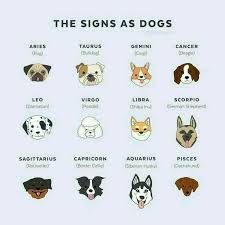 Bluetree Dog Doorbells Premium Quality Training Potty Great Dog Bells Adjustable Door Bell Dog Be Zodiac Signs Aquarius Zodiac Signs Animals Zodiac Signs Funny