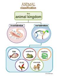 animal kingdom classification