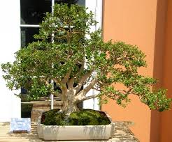 For many first time tree owners, one of the following situations usually applies: 22 Best Trees For Bonsai Best Bonsai Plants Balcony Garden Web