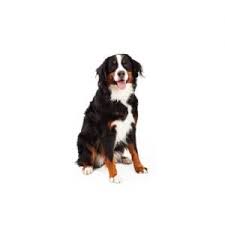 Australian shepherd dog puppies & dogs for sale/adoption. Bernese Mountain Dog Puppies Petland Summerville