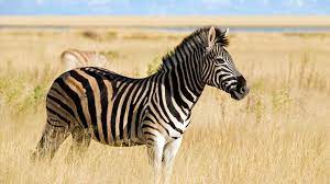 Zebras eat a lot of grass. Zebra San Diego Zoo Animals Plants