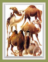 What are pet animals, domestic animals and wild animals? Pin On Bestiary