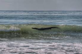 This Photo Is For All Of You Who Think Gators Don T Swim In Saltwater South Carolina Beaches Pawleys Island Tybee Island
