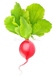Red Radish Isolated Radish One Fresh Red Radish With Leaves Isolated On White Ad Isolated Fresh Red Radish Radish Beautiful Fruits Fruit In Season