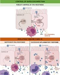 However, the mechanism is different from that of socs, which inactivates the jak kinases. Interplay Between Sars Cov 2 And The Type I Interferon Response