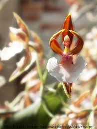 Image result for Impatiens bequaertii