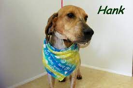 Adopt Hank On Petfinder Dog Adoption Pet Adoption Shelter Dogs