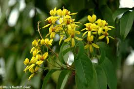 Image result for Tristellateia