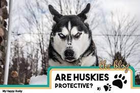 Are Huskies Protective Will They Protect You The Truth My Happy Husky