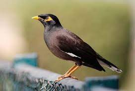 .belong jantan gratis, ada 20 daftar lagu burung jalak belong jantan yang bisa anda download. Jual Jalak Belong Di Lapak Brothers Variasi Bukalapak