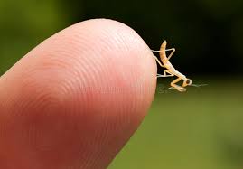 Check spelling or type a new query. 253 Baby Praying Mantis Photos Free Royalty Free Stock Photos From Dreamstime