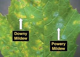 Image result for mildew on cucumbers