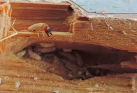 Termite … subterranean termites are insects that feed on wood, frequently becoming pests of homes. Exotic Drywood Termites Department Of Agriculture