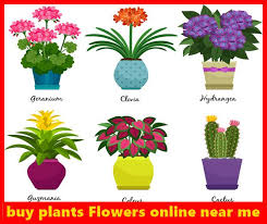 Get it as soon as mon, apr 19. Buy Plants Flowers Online Near Me 2021 Shop Now 2020 Rosewe Store