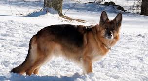 So you're toying with the idea of getting a german shepherd puppy! Southeast German Shepherd Rescue Home Facebook