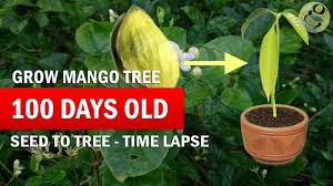 Users were also delighted with how. How To Grow Mango Tree From Seed Raw Mango Seed Germination Time Lapse Part 2 Youtube