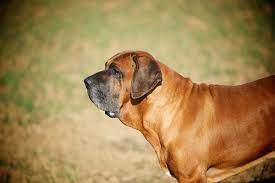 O canil itanhandu trabalha com fila brasileiro em minas gerais, informacões sobre a raça, filhotes à venda. Fila Brasileiro Perros Y Astrologia